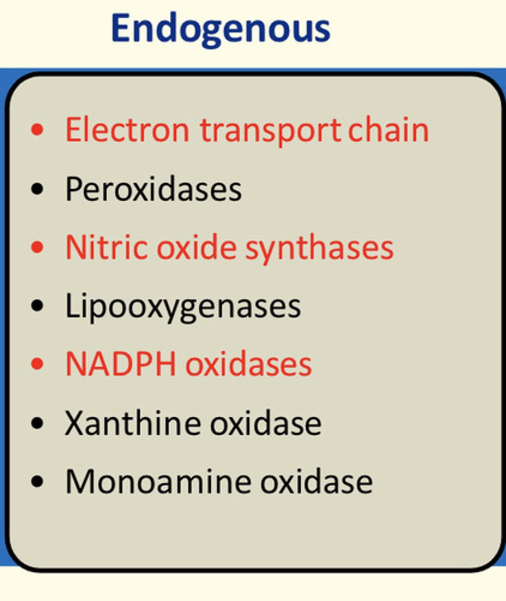 <p>Electron transport chain, nitric oxide synthases, NADPH oxidases</p>