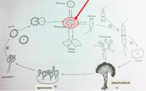 <p><span style="color: rgb(12, 11, 11);"><span>Majority of lifecycle is a haploid microscopic amoeba (myxamoeba) that reproduces asexually. Myxamoeba feed by phagocytosis (they ingest bacteria, yeasts, and other organic materials)</span></span></p>