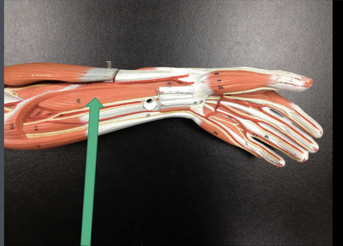 flexes thumb