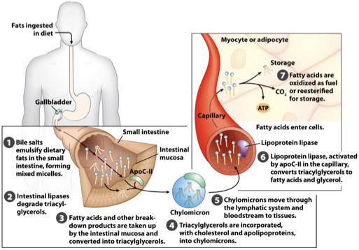 <p> by <mark data-color="yellow" style="background-color: yellow; color: inherit;">bile salts</mark>, which are <u>made in the liver and stored in the gallbladder </u></p>