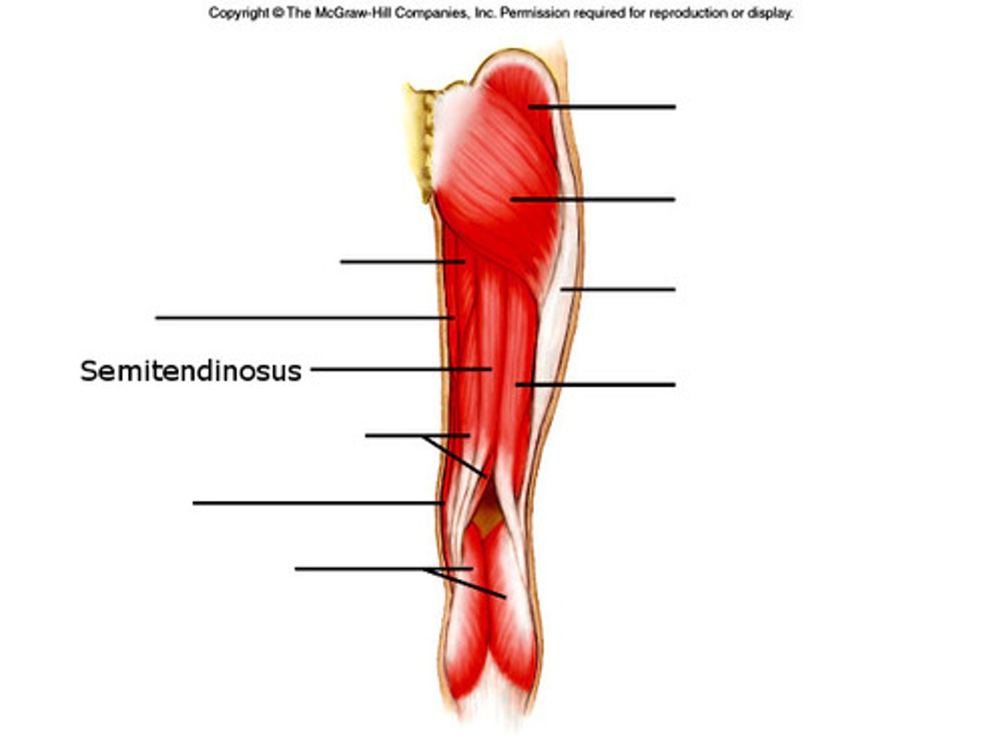 <p>Part of hamstring muscle group; Flexes the knee; Located on the medial side of the thigh</p>