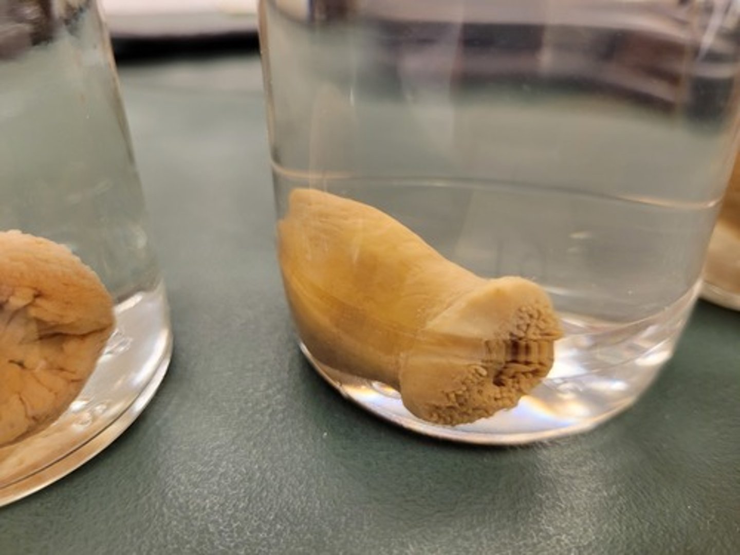 <p>Identify Taxonomy</p>