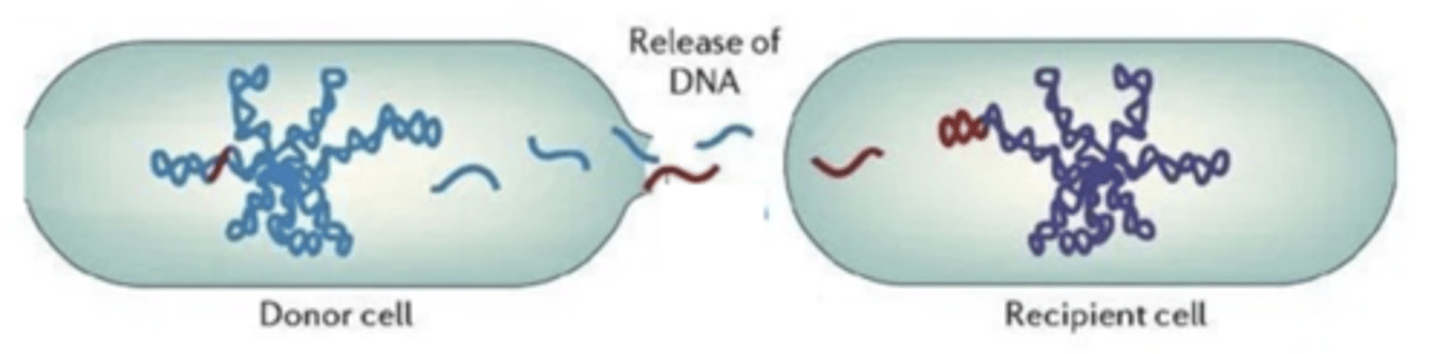 <p>-the unidirectional transfer of extra-</p><p>cellular DNA into cells, resulting in a phenotypic change</p><p>in the recipient</p><p>-incorporates naked DNA from the environment</p>