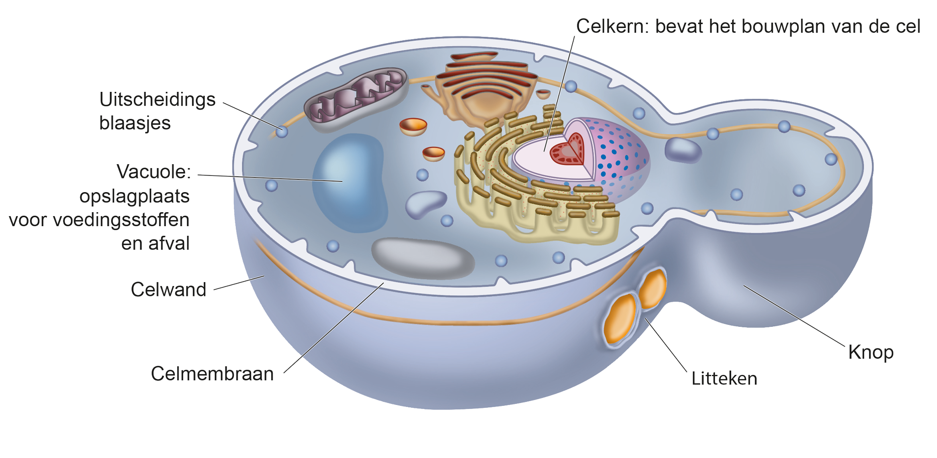 Wel een Celwand

Geen bladgroenkorrels

Vacuole