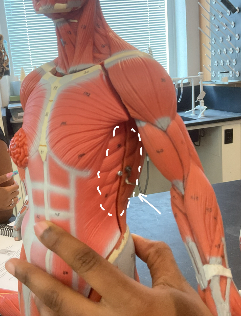 <p>Identify structure and function</p>