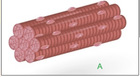 <p>long, cylindrical</p>