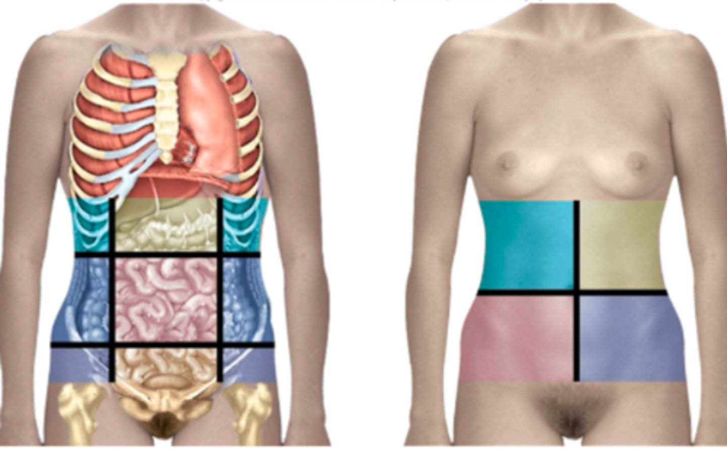 <p>Use your imagination and pretend to label the abdominopelvic regions & quadrants on the torso</p>
