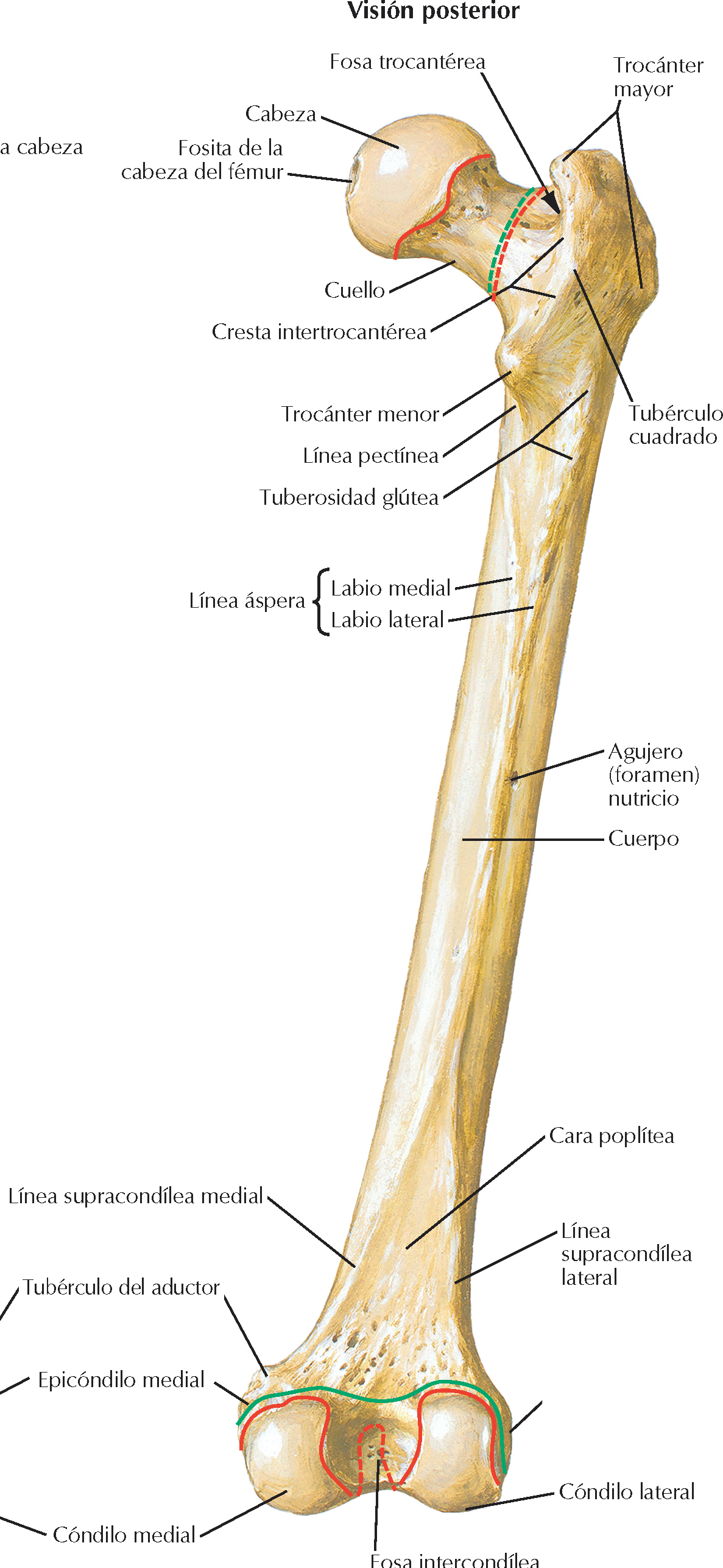 <p>Se continua con la tuberosidad glútea, ancha y rugosa</p>