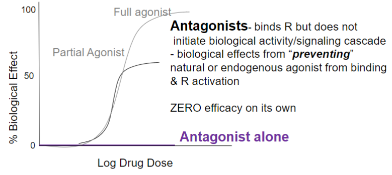 <ul><li><p>binds R but doesn’t initiate biological activity/signaling cascade</p></li><li><p>biological effects from “preventing” natural or endogenous agonist from binding and R activation</p></li><li><p>0 efficacy on its own</p></li></ul>