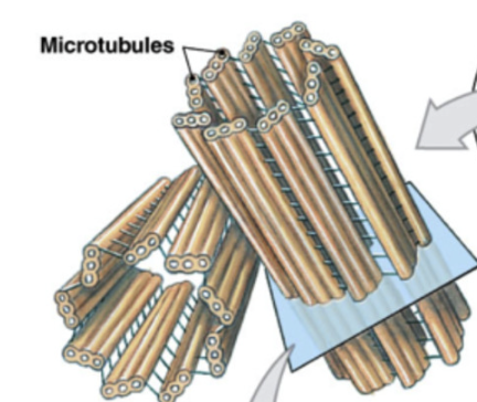 <ul><li><p>microtubule organizing center of the cell</p></li><li><p>made of two perpendicular centrioles</p></li><li><p>specialized region of cytoplasm by nucleus</p></li><li><p>form spindle apparatus during cell division</p></li></ul><p></p>
