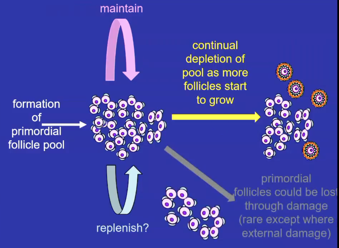<p><span><span>&nbsp;</span></span>A <span><strong><span>finite reserve of resting follicles</span></strong></span> formed before birth; no new follicles are generated afterward.</p><p><span><strong><span>Follicles either grow or die. (atresia) through reproductive life</span></strong></span></p><p><span><span>The resting pool are quiescent follicles and if a follicle leaves they will grow and differentiate into more advanced follicles</span></span></p>