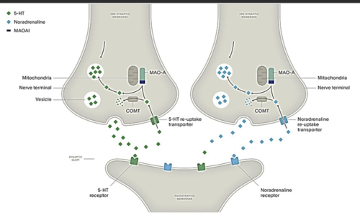 <p>Mechanism of Action:</p><p>- Inhibits monoamine oxidase which metabolizes monoamines: norepinephrine, dopamine, and serotonin</p><p>- Used mostly for treatment-resistant depression* or “refractory” depression; these drugs inactivate the enzyme that metabolizes norepinephrine and serotonin (monoamine oxidase, MAO).</p><p>*Treatment-resistant depression means you have tried at least two other antidepressants for at least 6 weeks each and have not experienced remission or at least a 50% improvement in mood.</p><p>Side Effects</p><p>- Risk of hypertensive crisis and serotonin syndrome</p><p>- Hypotensive- dizziness (big risk if elderly)- central alpha 2</p><p>agonist)</p><p>- Serotonin-related side effects (sexual, GI, etc)</p><p>- Suppress REM sleep (clinical significance unknown)</p><p>- Tremors, excitement, convulsions (Dopamine)</p>