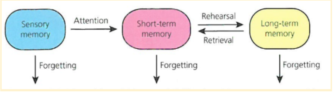 <ul><li><p>sensory store → short term memory → long term memory </p></li></ul>