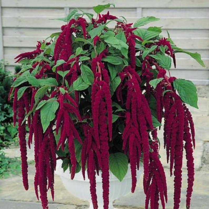 <p>love lies bleeding</p>