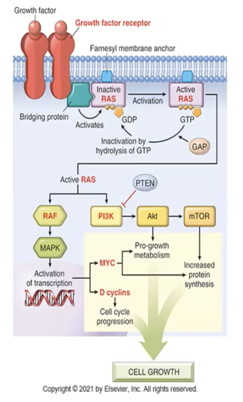 <p>Causes hairy cell leukemia and melanoma</p>