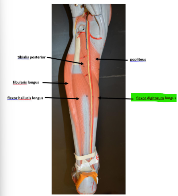 <p>Flexor Digitorum Longus</p>