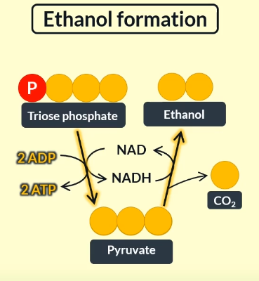 <p>glycolysis</p>