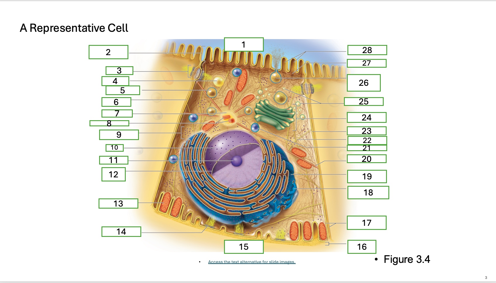 <p>What is organelle 12</p>