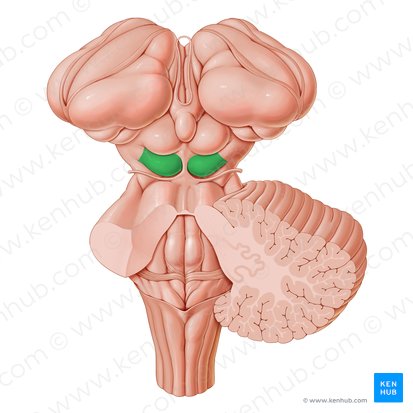 <p>Part of the midbrain; primary roles are signal integration, frequency recognition, and pitch discrimination</p>