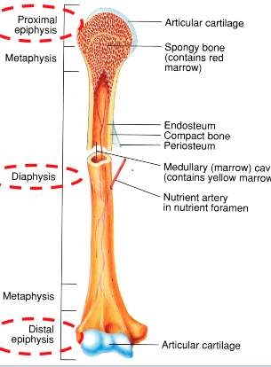 <p>ends of bones</p>