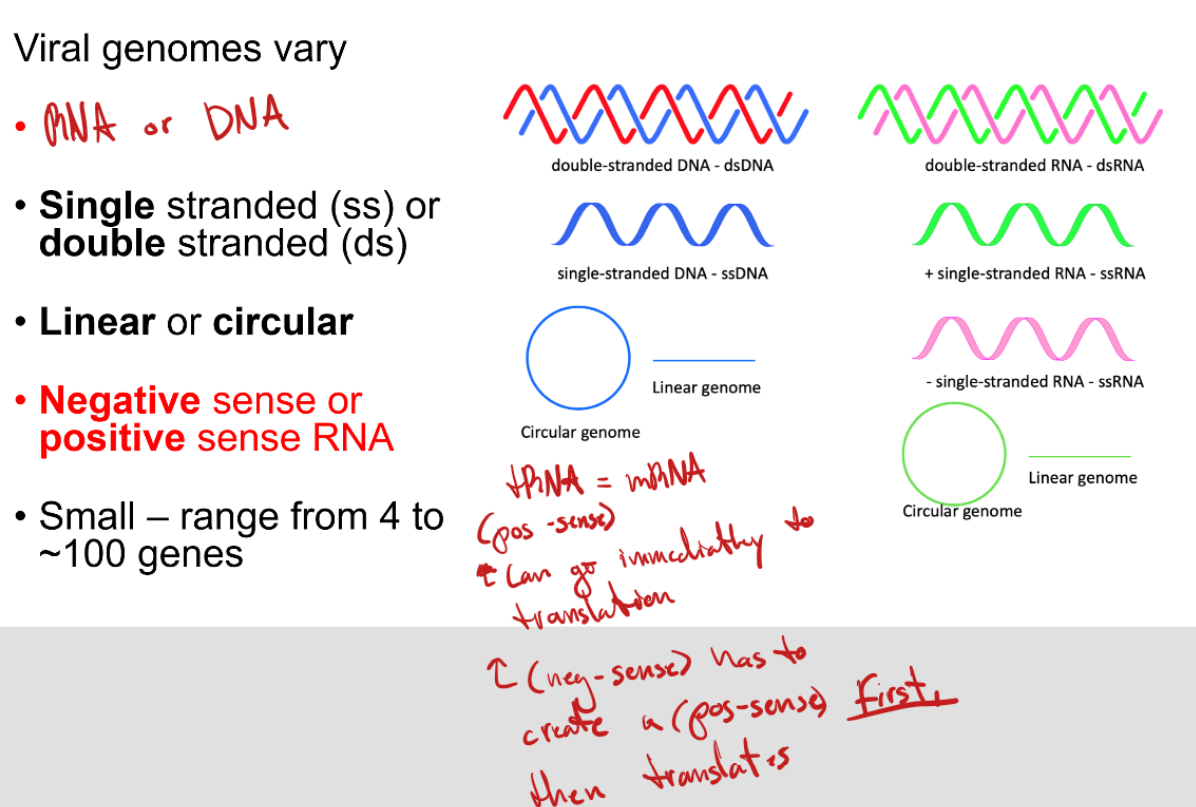 <p>Genomes within viruses may be RNA or DNA. They made be single or double stranded. Lastly, negative or postive sense RNA</p>