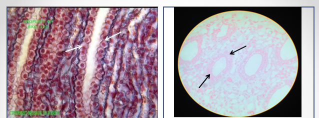 <p>Identify the shape of tissue</p>