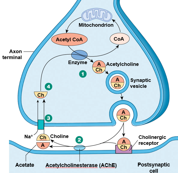 <p><u>mechanism</u>:</p><ul><li><p><strong>acetylcholine </strong>is synthesized in pre-synpatic cell</p></li><li><p>in the synaptic cleft, <strong>acetylcholinesterase </strong>breaks down acetylcholine</p></li><li><p><strong>choline </strong>taken back up into pre-synaptic cell by cotransport with Na+</p></li><li><p>choline is <strong>recycled </strong>to make more acetylcholine</p></li></ul><p></p><p><u>affected by</u>:</p><ul><li><p>nerve gas: inactivates acetylcholinesterase, muscles constantly activated (spasms)</p></li><li><p>curare: antagonist to receptors, die of paralysis</p></li></ul>