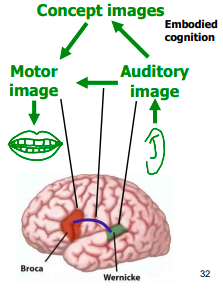 a. atomistic

b. sensoristic

c. associative

\
__Broca’s aphasia__ \~ when a person has difficulty or is not able to produce speech and repeat words they just heard (speech comprehension is intact) → explains it bc the motor image cannot be produced (?)

\
__Wernicke’s aphasia__ \~ when a person has difficulty or cannot comprehend speech and repeat words (speech production is relatively intact ) → explains this bc the auditory image doesn’t get processed therefore it cannot be passed onto the higher functions and processed/comprehended (?)

\
__Conduction aphasia__ \~ repetition of heard speech is impaired (comprehension and speech production are relatively intact) → because the two areas cannot communicate w/each other and therefore this is not possible via the easy route (could be done via the concept image, but thatś not the point of repeating heard speech we might not understand, e.g. foreign language)

\
\
