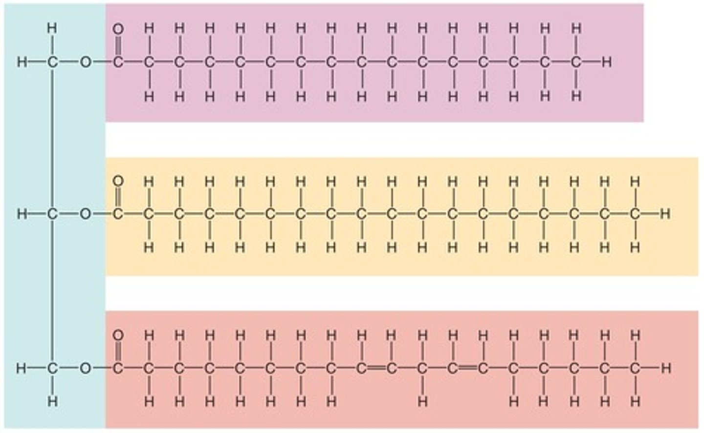 <p>Combination of glycerol, a three-carbon alcohol, and three fatty acid chains, serving functions such as energy storage, insulation (adipose tissue), and protection (adipose tissue).</p>