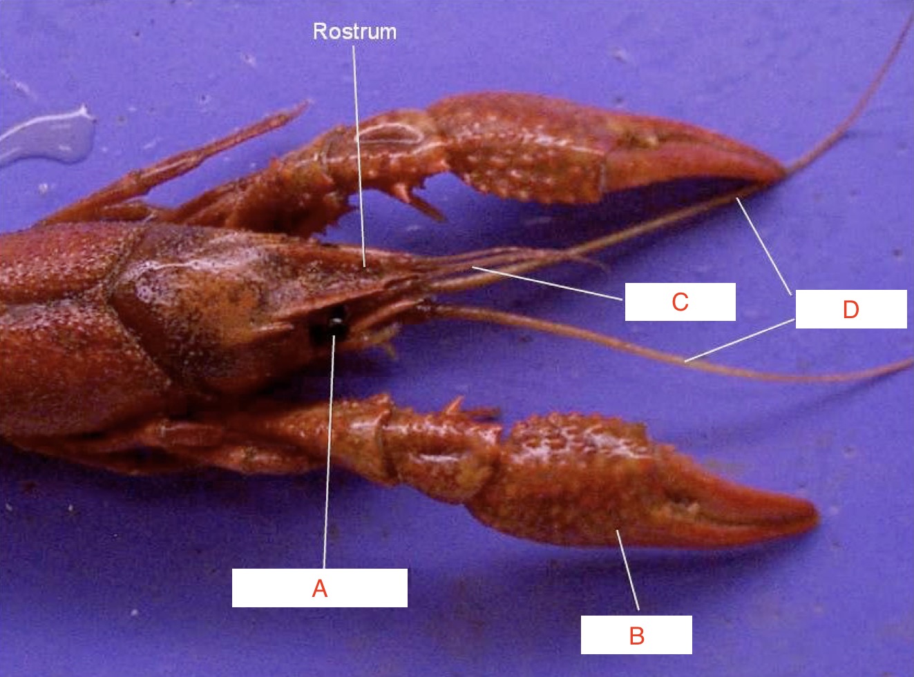 <p>Name structures A-D in the photo</p>