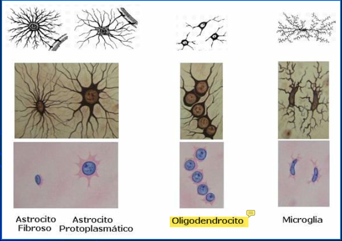 <ul><li><p><strong><mark data-color="yellow" style="background-color: yellow; color: inherit">Astrocitos</mark></strong></p><ul><li><p>Metabolizan los <u>neurotransmisores</u></p></li><li><p>Mantienen el eq de K para <u>generar impulsos nerviosos</u></p></li><li><p>Participan en la barrera <strong><u>HEMATOENCEFÁLICA </u></strong>(Barrera para impedir que los microorganismos aciendan al SN central)</p></li></ul></li><li><p><strong><mark data-color="yellow" style="background-color: yellow; color: inherit">Oligodendrocitos</mark></strong></p><ul><li><p>Producen la <u>vaina de mielina</u> (<em>1 puede mielinizar VARIOS axones</em>)</p></li><li><p><u>Sostienen </u>las neuronas del SNC</p></li><li><p>Son más pequeños que los astrocitos</p></li></ul></li><li><p><strong><mark data-color="yellow" style="background-color: yellow; color: inherit">Microglia</mark></strong></p><ul><li><p>Pueden <strong>fagocitar </strong>(Se come a las neuronas muertas)</p></li></ul></li><li><p><strong><mark data-color="yellow" style="background-color: yellow; color: inherit">Células Ependimarias</mark></strong></p><ul><li><p>Están<u> al rededor del canal central</u> y de los ventrículos cerebrales</p></li></ul></li></ul><p></p>
