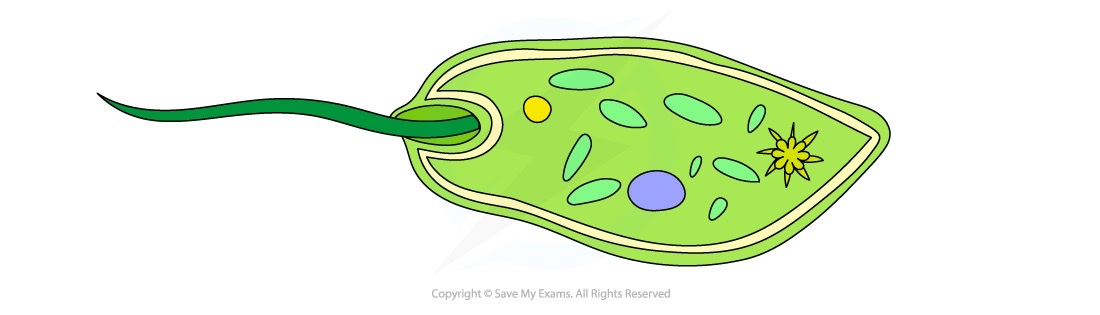 <p><mark data-color="yellow">Flagella</mark></p>