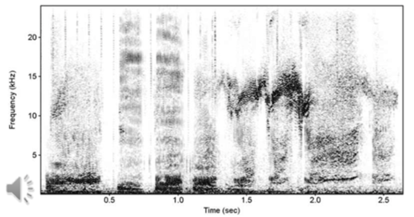 <p>➢Variations of calls - graded information may carry information on emotional state, alertness, excitement, hierarchy, danger, food..</p><p>➢Other calls without distinct structures such as buzzes, grunts, squeaks....</p>