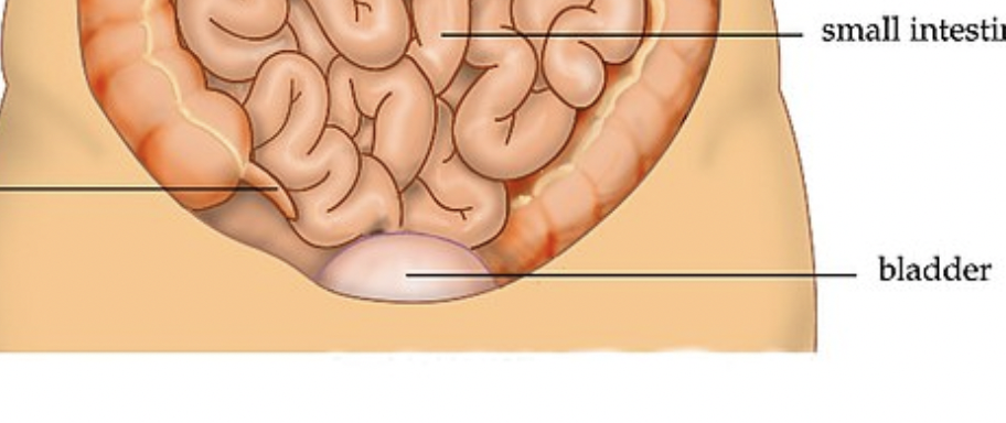 <p>Bladder</p>