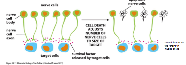 <p>limited and cells compete for it </p><ul><li><p>ultimately only those cells that receive enough factor will survive </p></li></ul><ul><li><p>musical chairs</p></li></ul><p></p>