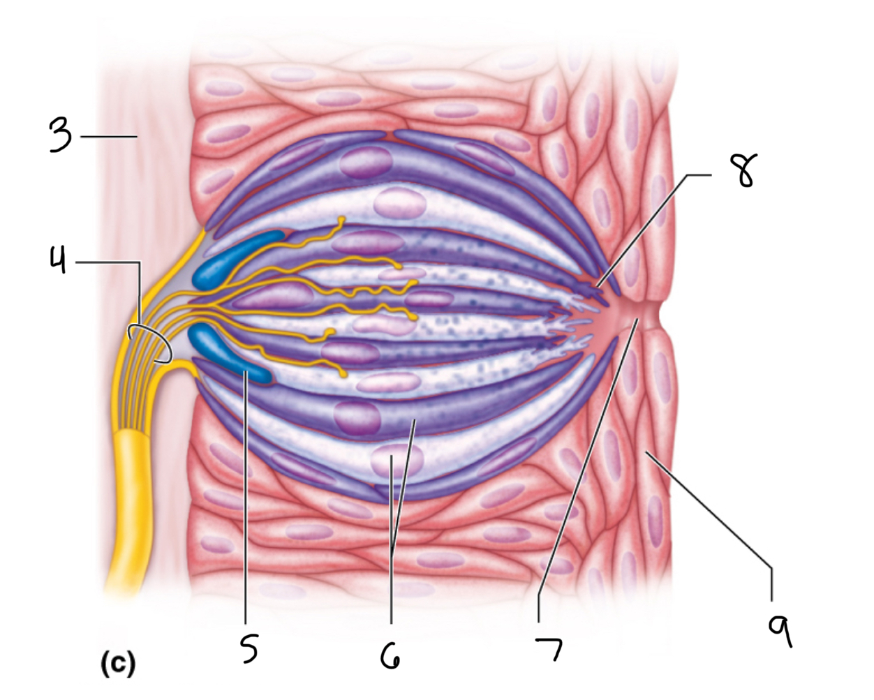 <p>8</p>