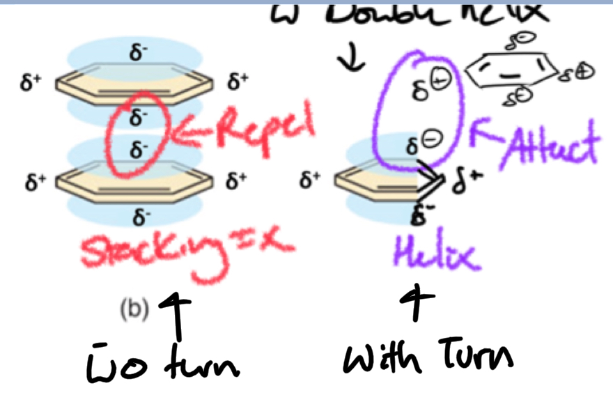 <p>The Turn Maximizes ring stacking interactions = favorable</p>