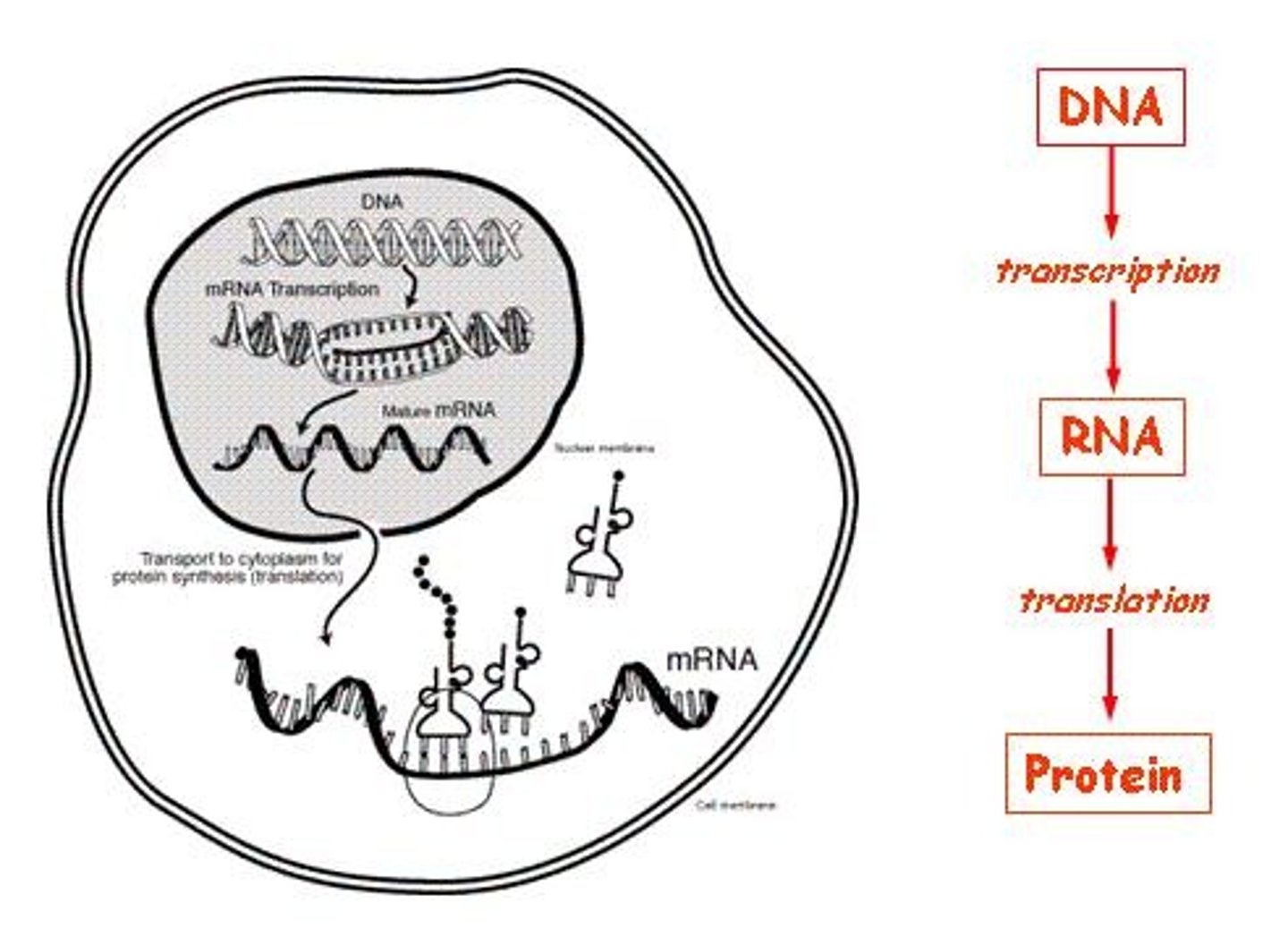 <p>To translate the genetic code from DNA into proteins.</p>