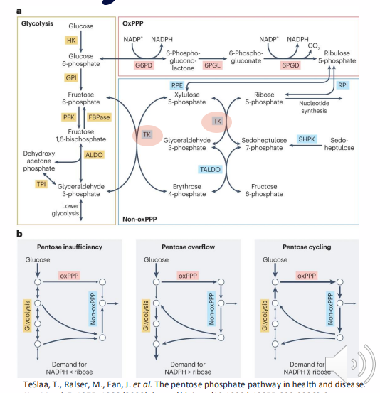 <p>- Cofactor for transketolases</p><p>- Enzymes in the non-oxidative phase or PPP (Pentose Phosphate Pathway)</p><p>- NADPH for redox homeostasis, biosynthetic processes (including syntheses of fatty acids, tetrahydrofolate, cholesterol)</p><p>- Ribose 5-P for syntheses of nucleotides, coenzymes, DNA, RNA</p>