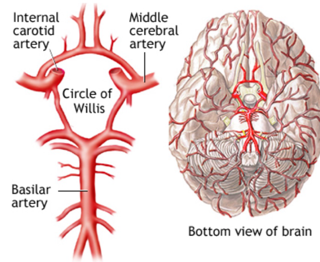 <ul><li><p>provides a constant blood supply (the cerebral arterial circle)</p><ul><li><p>unites the anterior and posterior blood supplies</p></li><li><p>provides alternate routes for blood to reach the cerebrum if a vessel is occluded</p></li><li><p>provides a constant blood supply to the cerebrum</p></li></ul></li></ul><p></p>