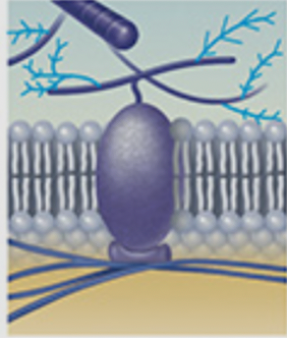 <p>quelle type de protein</p>