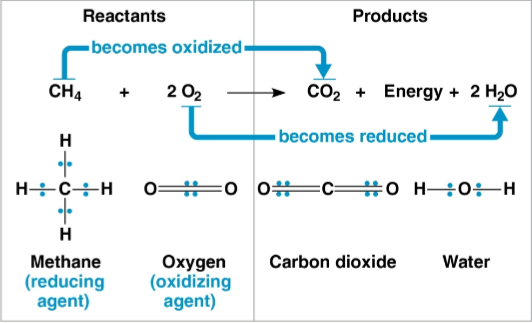 <p>Redox reactions (reduction-oxidation reactions)</p>