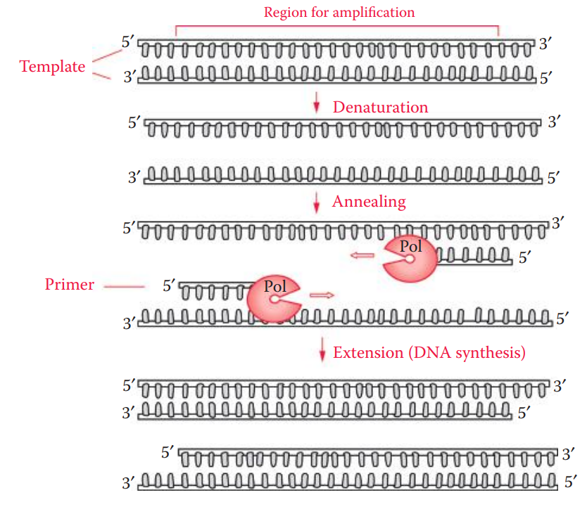 First cycle of PCR. The amplified region is determined by the positions of the primers. The direction (5′ to 3′) of DNA synthesis is indicated by arrows.