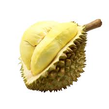 <ul><li><p><span style="background-color: transparent;"><strong><span>Provide long-term seed protection</span></strong></span></p></li><li><p><span style="background-color: transparent;"><strong><span>Often require time, water, and favorable</span></strong></span></p></li><li><p><span style="background-color: transparent;"><strong><span>conditions to germinate&nbsp;</span></strong></span></p></li></ul><p></p><ul><li><p><span style="background-color: transparent;"><span>Advantageous in harsh environments</span></span></p></li></ul><p></p>