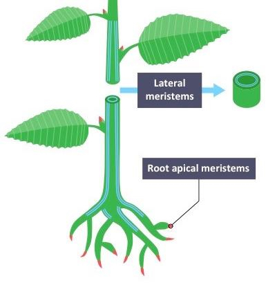 <p>Lateral Meristem</p>