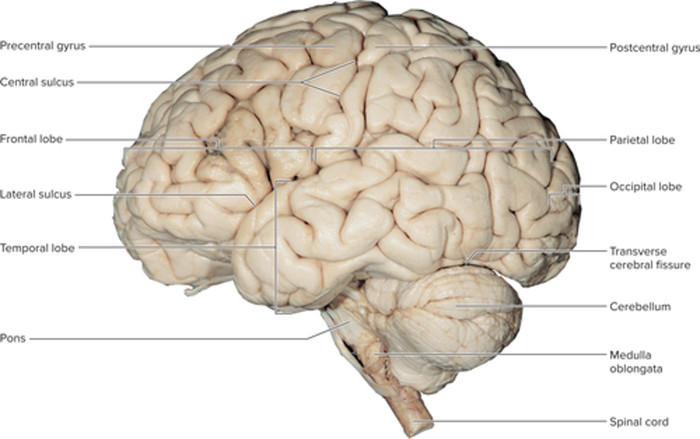 <p>Forebrain</p><ul><li><p>cerebrum: 83% of brain volume</p></li><li><p>&nbsp;diencephalon: underlies cerebrum medially</p></li></ul><p>cerebellum&nbsp;: occupies the posterior cranial fossa</p><p>brainstem</p><ul><li><p>midbrain</p></li><li><p>pons</p></li><li><p>medulla oblongata</p></li></ul><p></p>