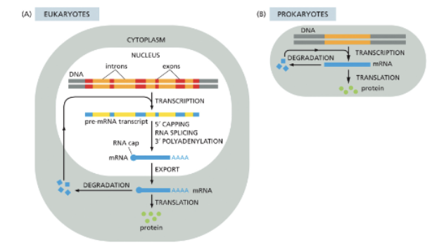 <ul><li><p>GENE EXPRESSION!</p></li></ul><p></p>