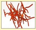 <p>Actinomyces</p>