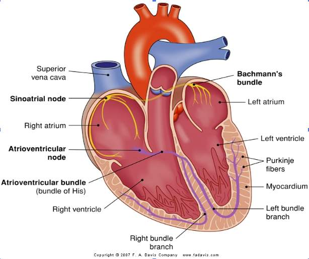 <p>four chambers, right and left atria, right and left ventricles, function as double pump</p>