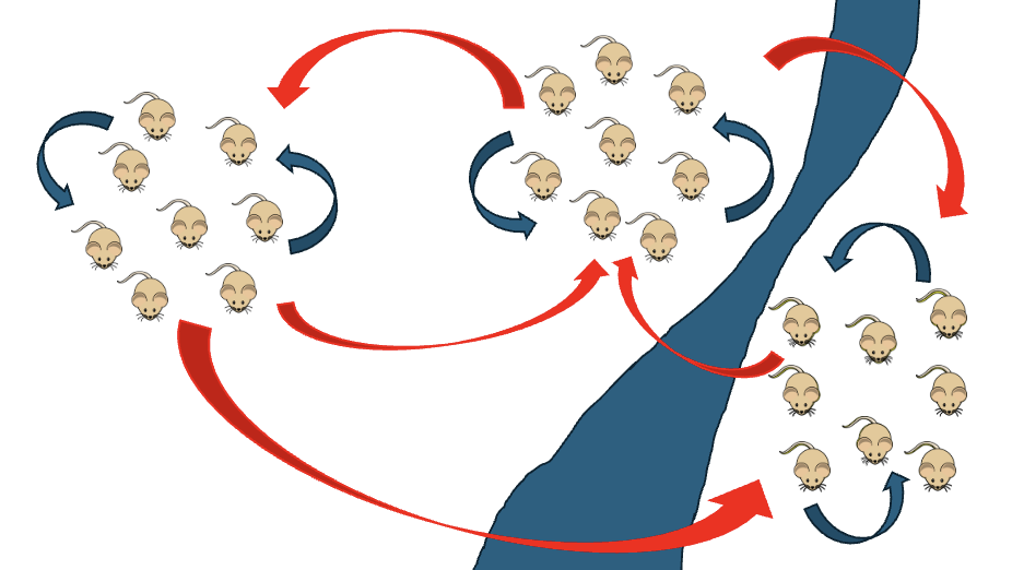 <p>What kind of speciation is this? </p>